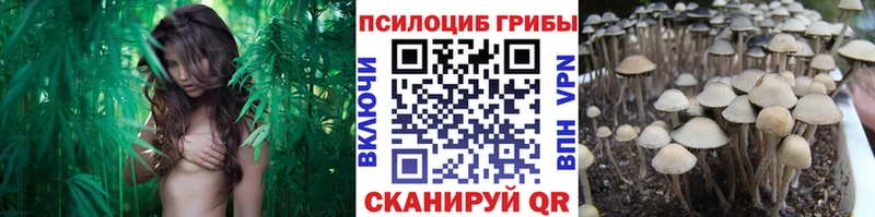 купить наркоту  Тихорецк  Галлюциногенные грибы Psilocybe 